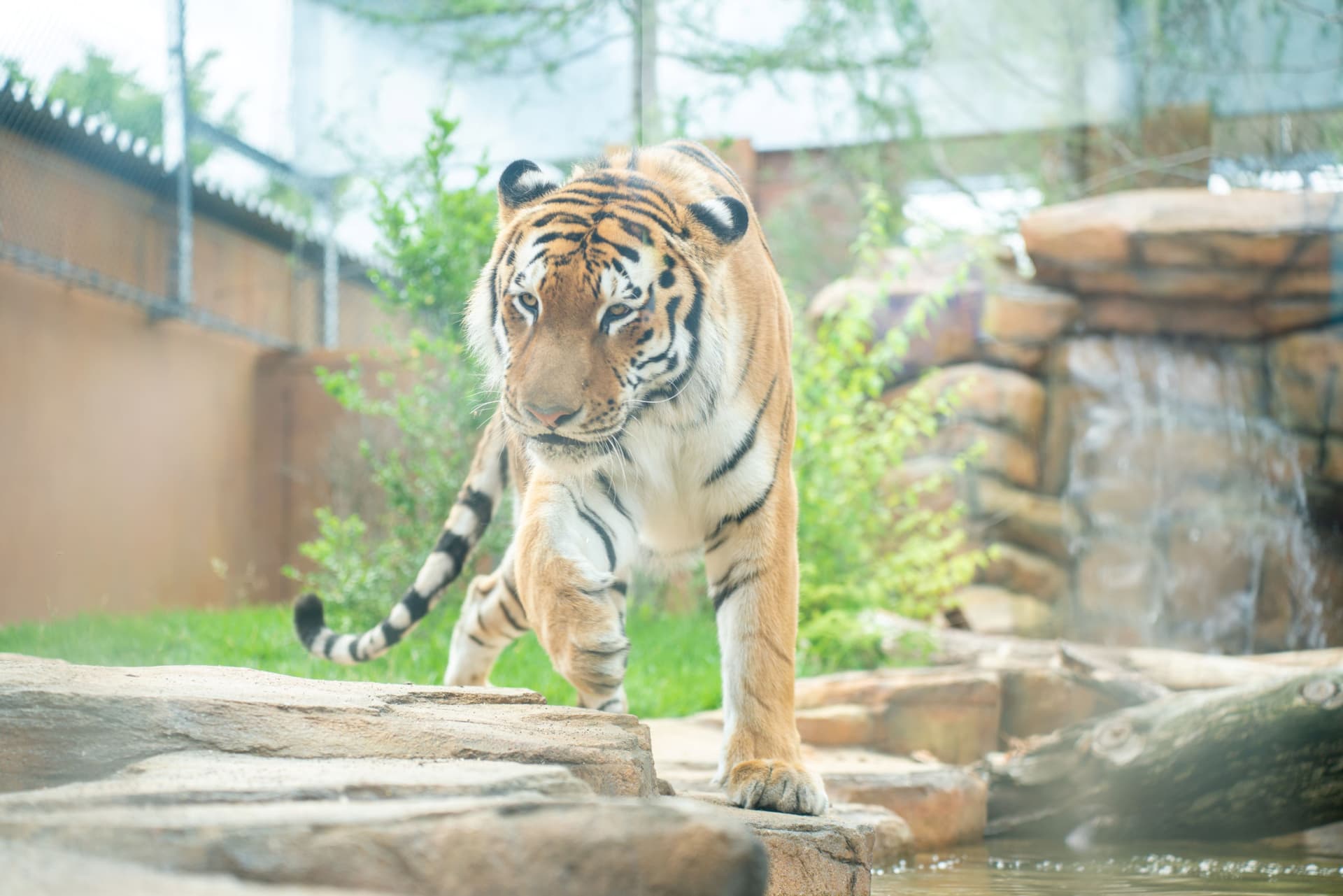 Nasu Animal Kingdom Ticket - image 7